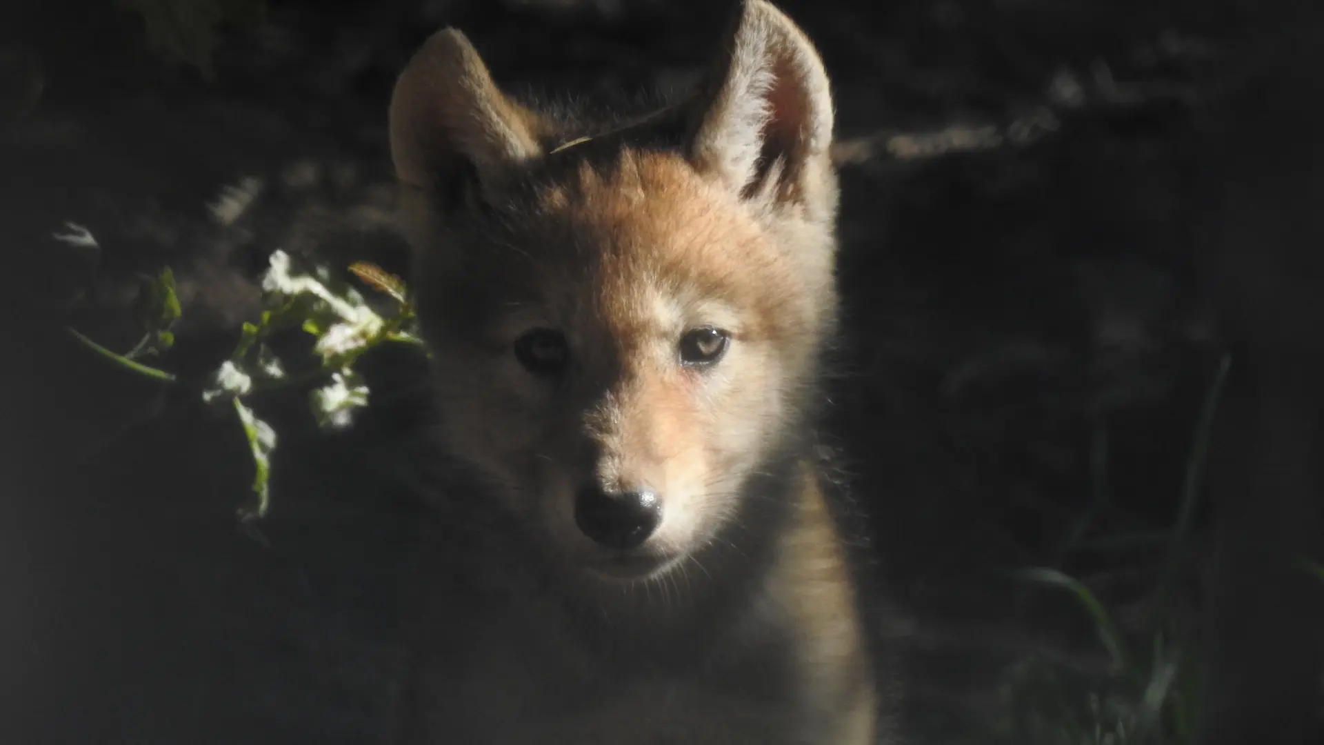 Louveteau © Les loups du Gevaudan