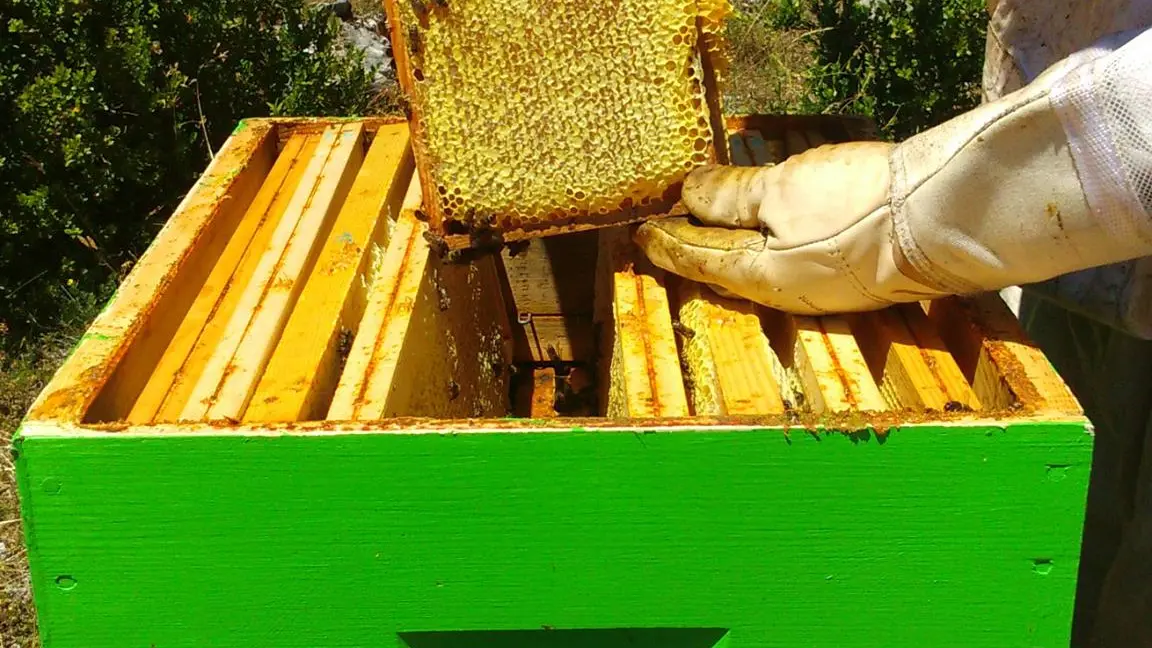 MAS D'ARDENNE, miel du causse