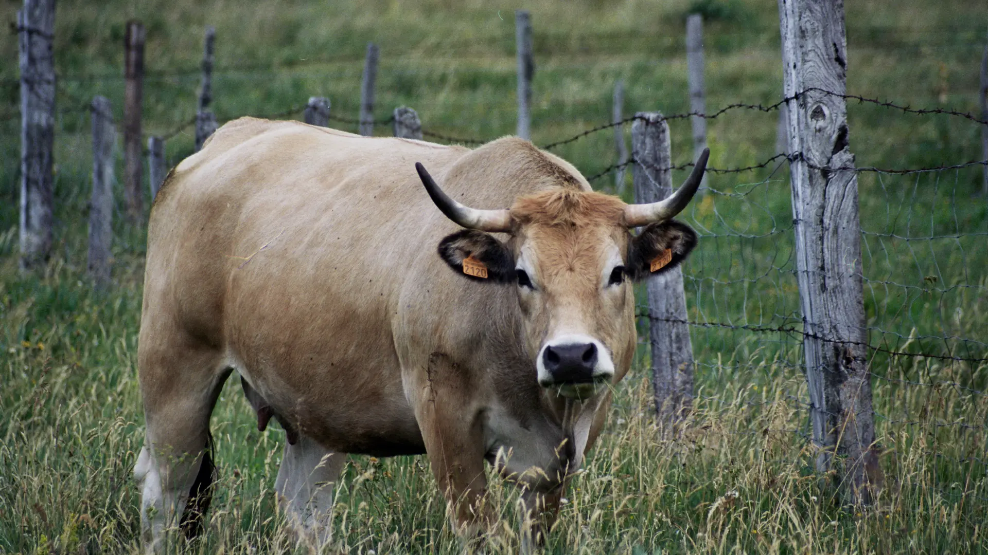 HLOLAR0480009788 - PISTACHE