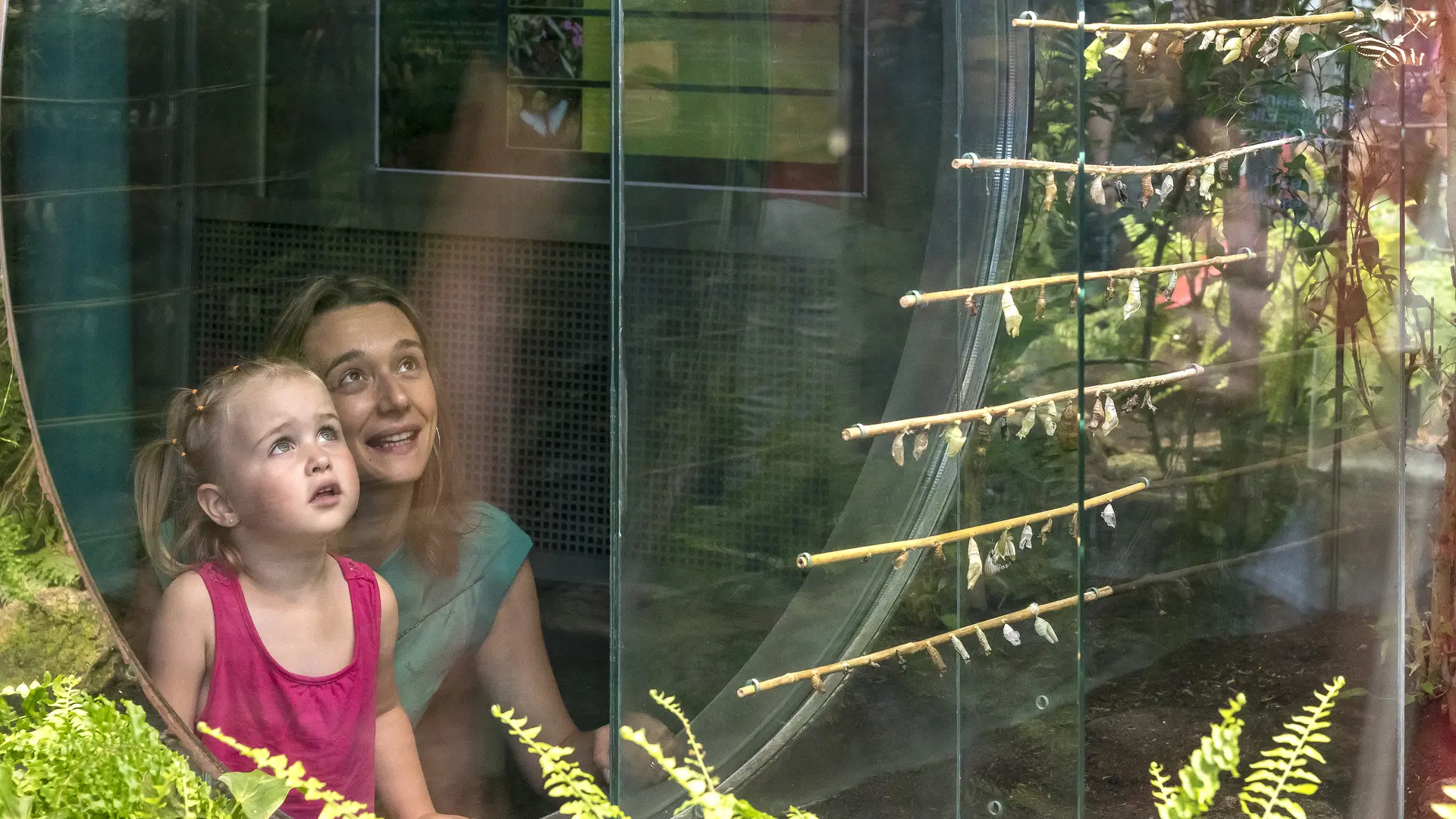 Phototheque-Micropolis-serre-aux-papillons