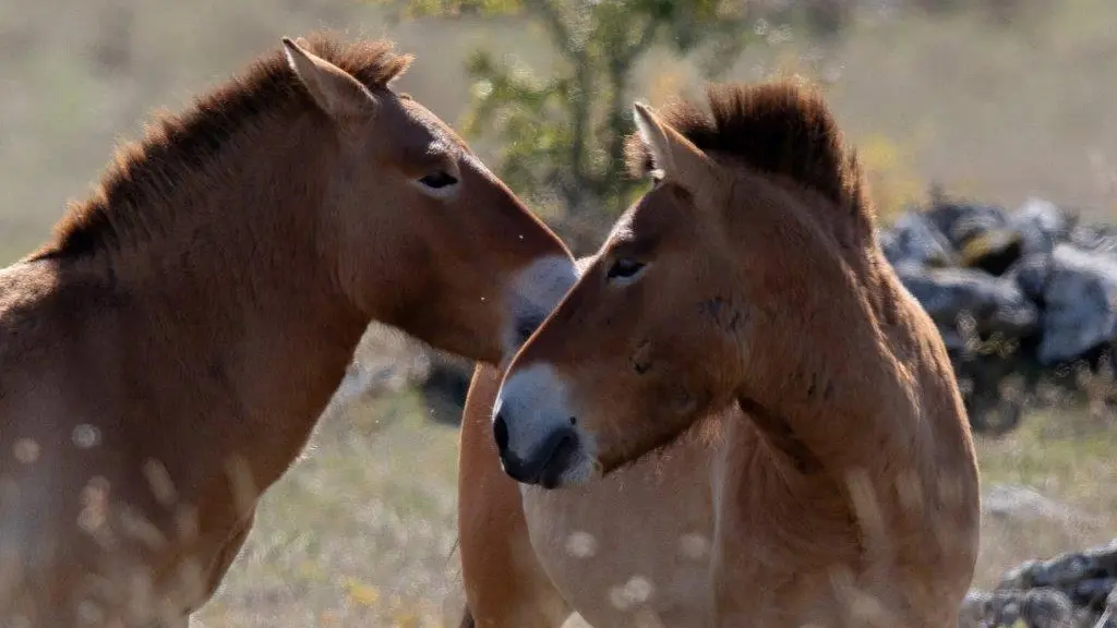 Les chevaux de Przewalski