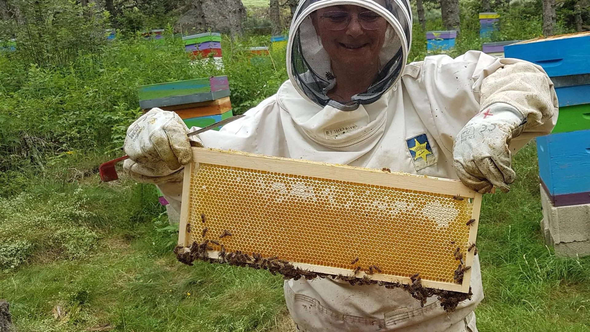 MAS D'ARDENNE, récolte