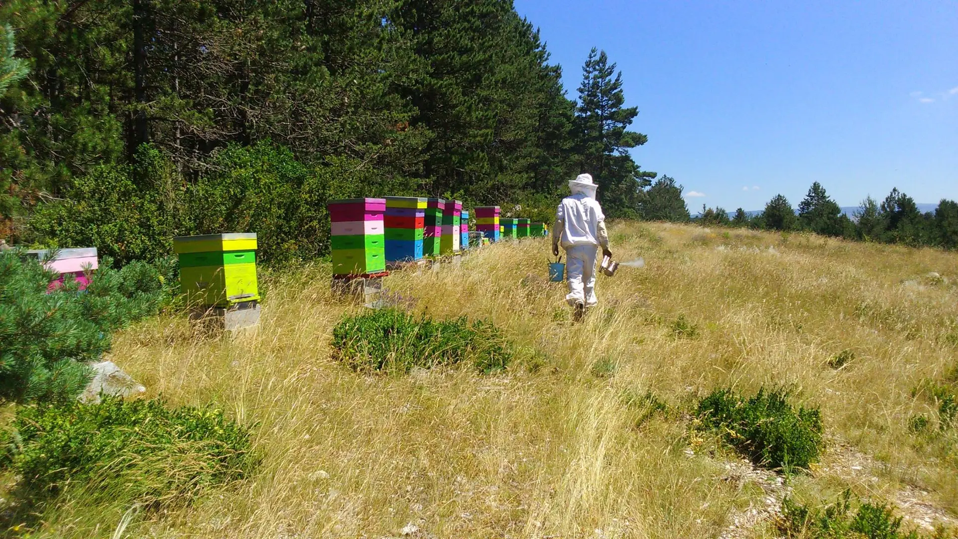 MAS D'ARDENNE, récolte