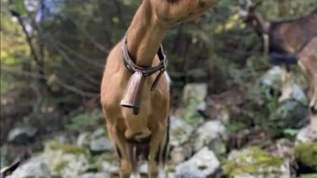 Chèvres de la Ferme du Beeez, Saint-Laurent d'Olt