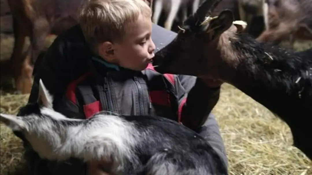 Chèvres de la Ferme du Beeez, Saint-Laurent d'Olt