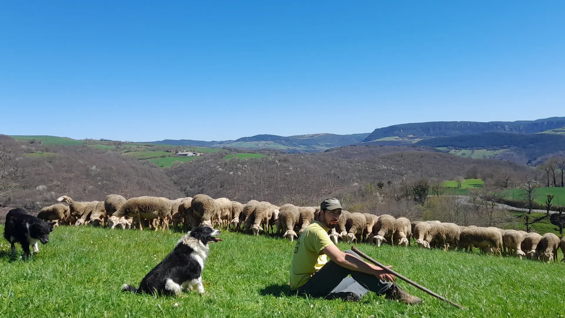 Sortie des brebis Daballade (48)