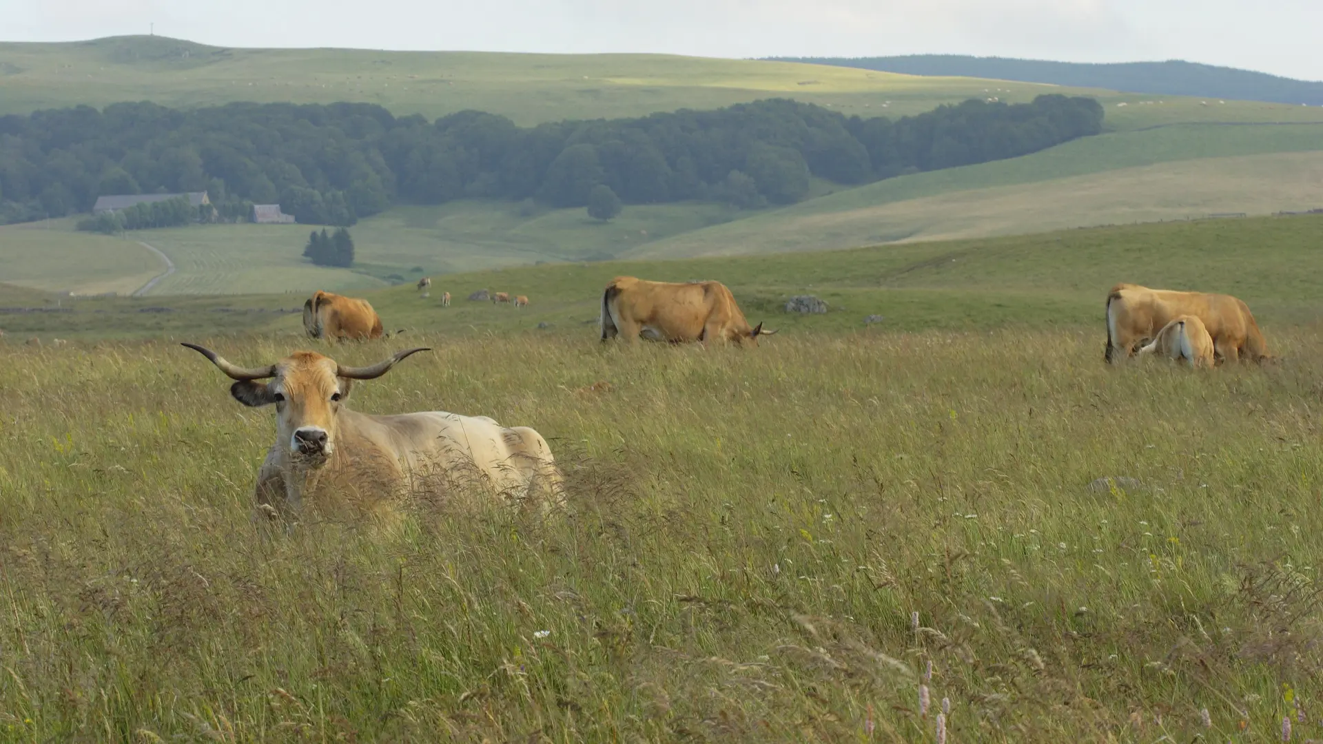 Vaches dans la montagne