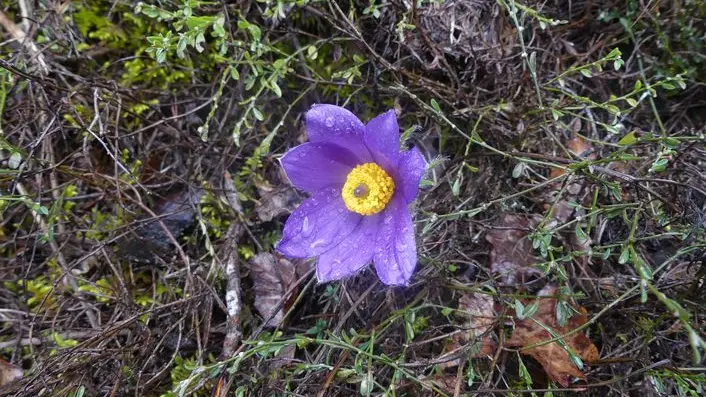 Anémone pulsatille_2