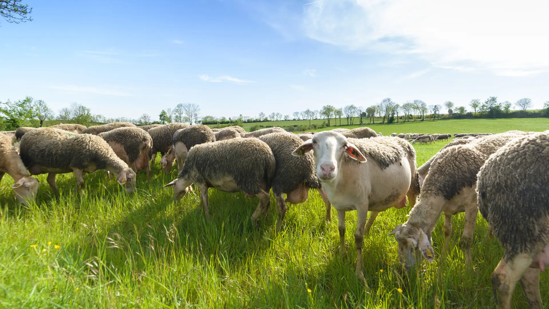 Brebis dans un champ sur le causse de sauveterre_1
