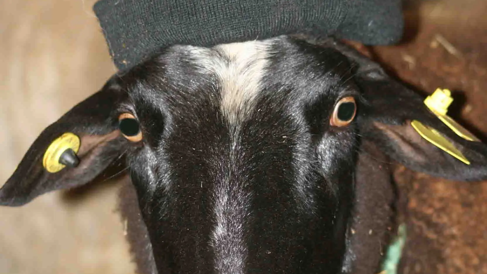 brebis bonnet Le Vigos Ispagnac