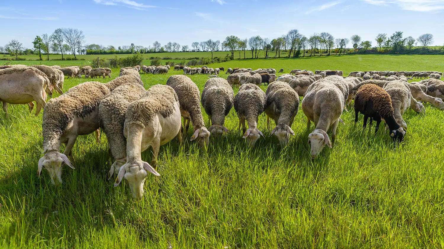 Brebis sur le Causse_2