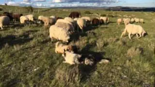 brebis Le Vigos Ispagnac