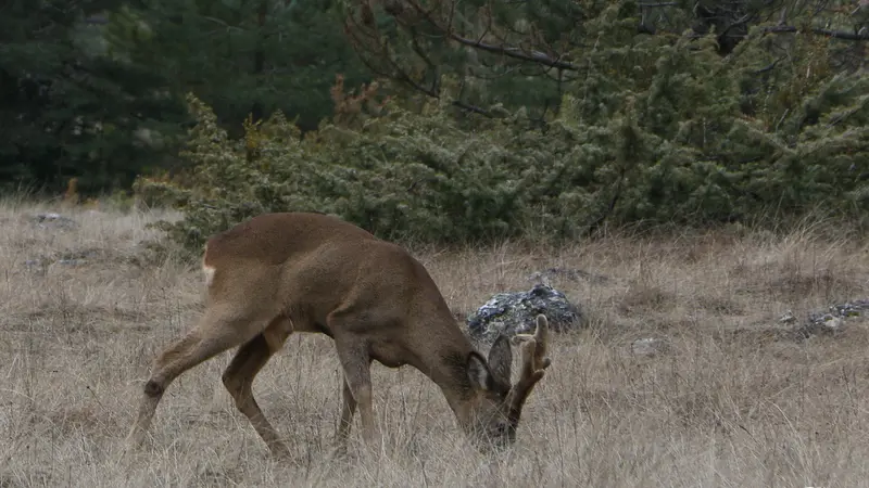 Chevreuil en velours_3