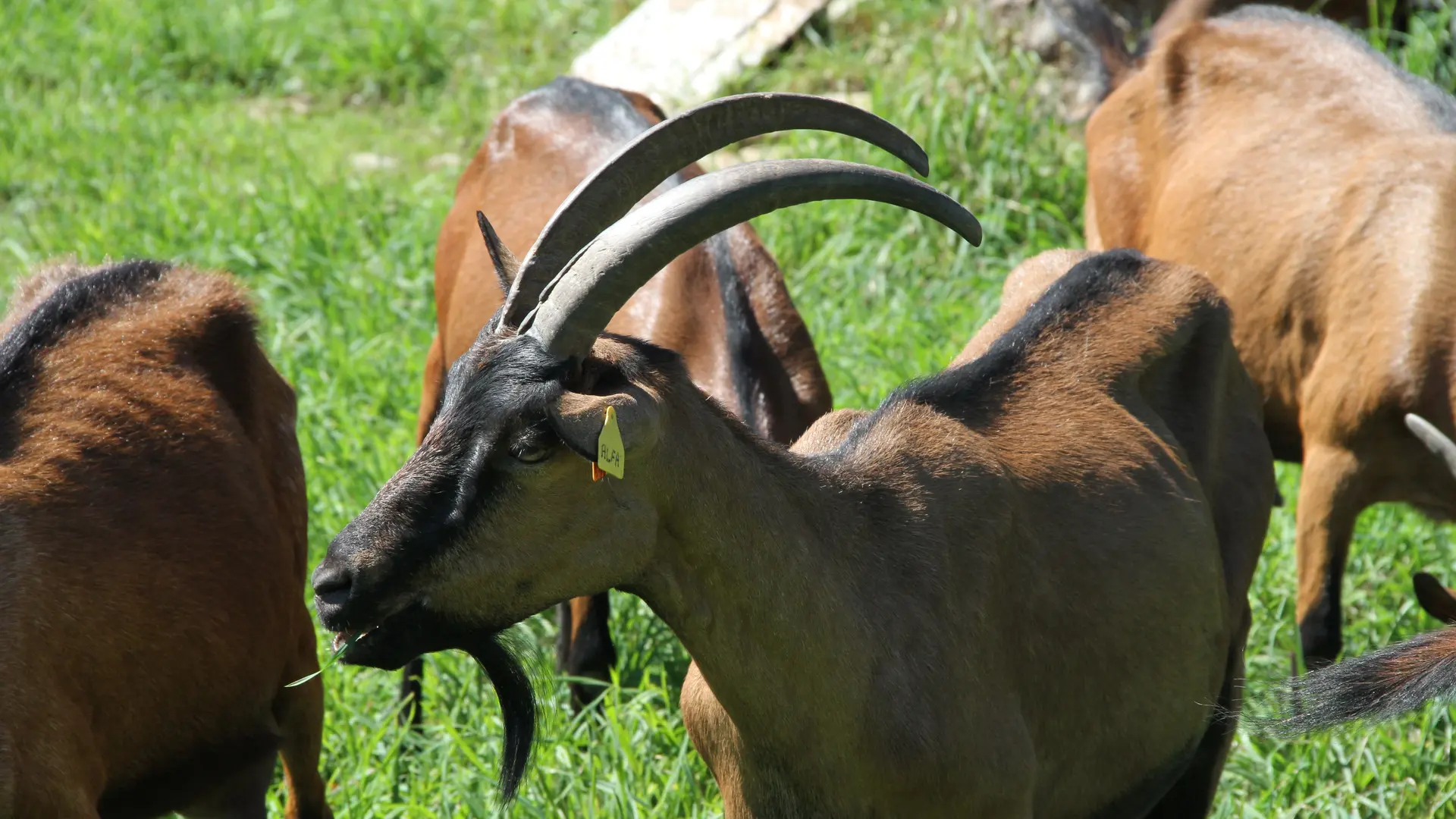 chèvres Lucille(2) 127