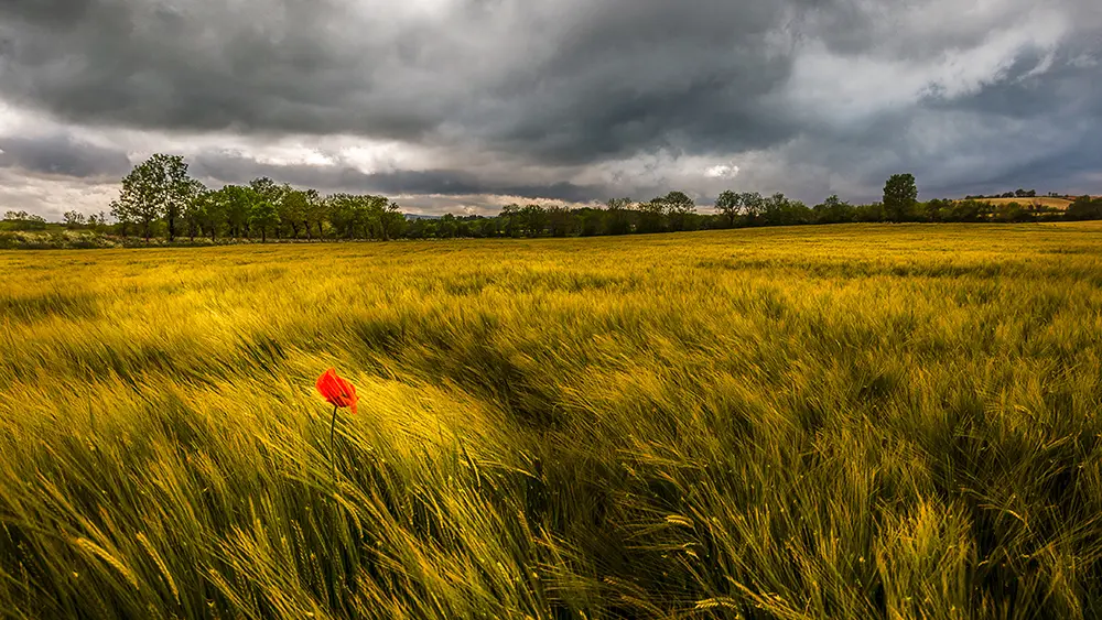 Champ de blé sur le Causse_3