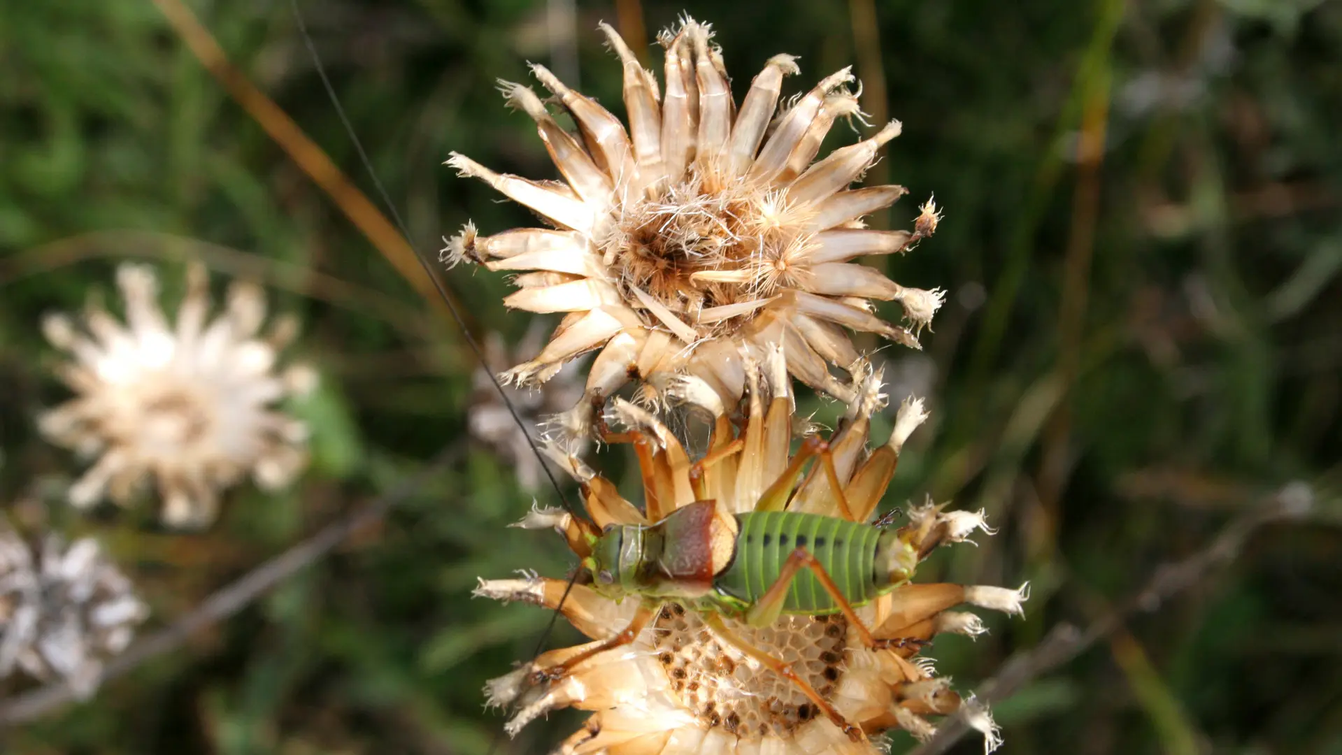 Criquet randonnée la Tieule_1