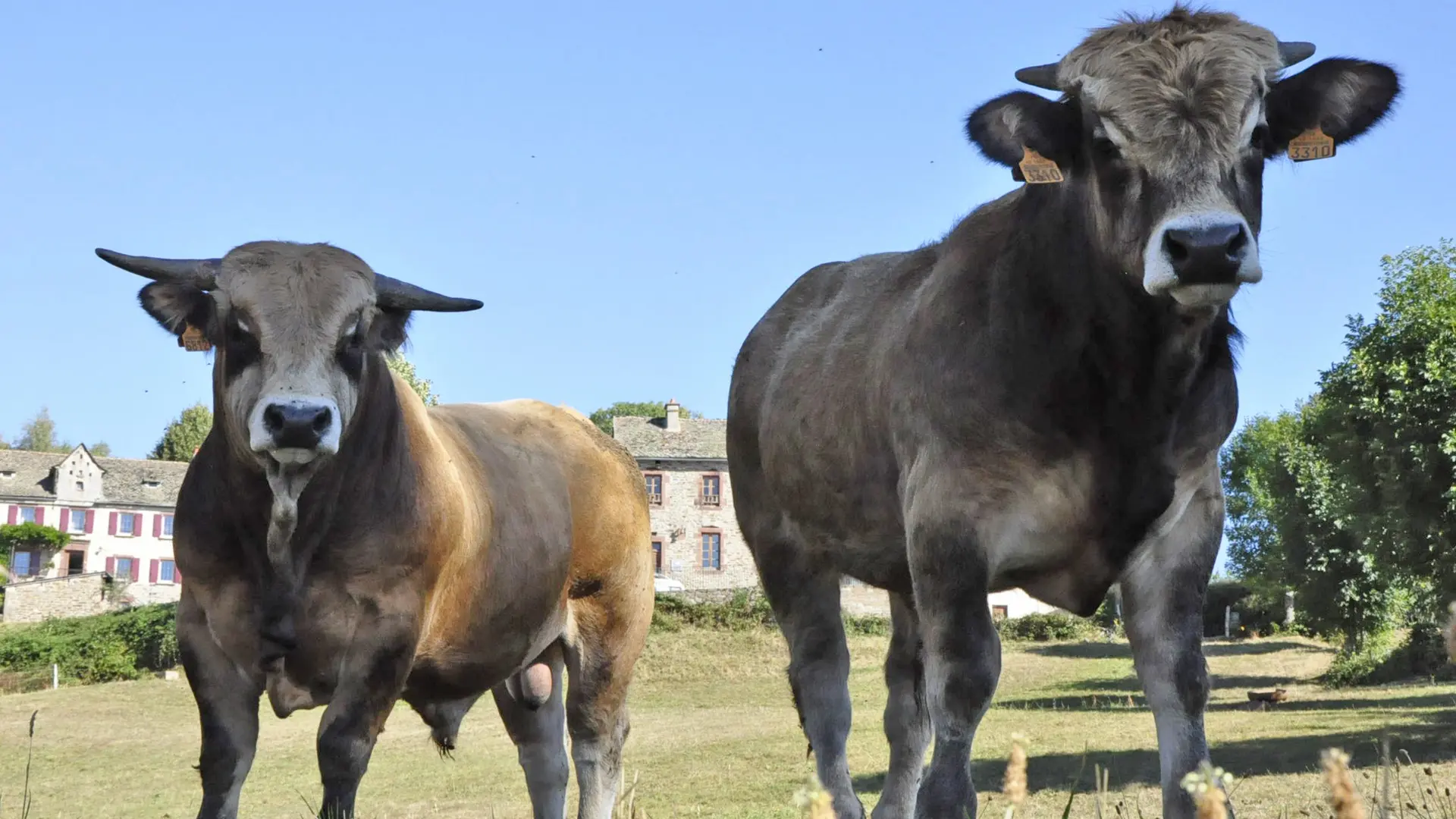 Les contreforts de l'Aubrac