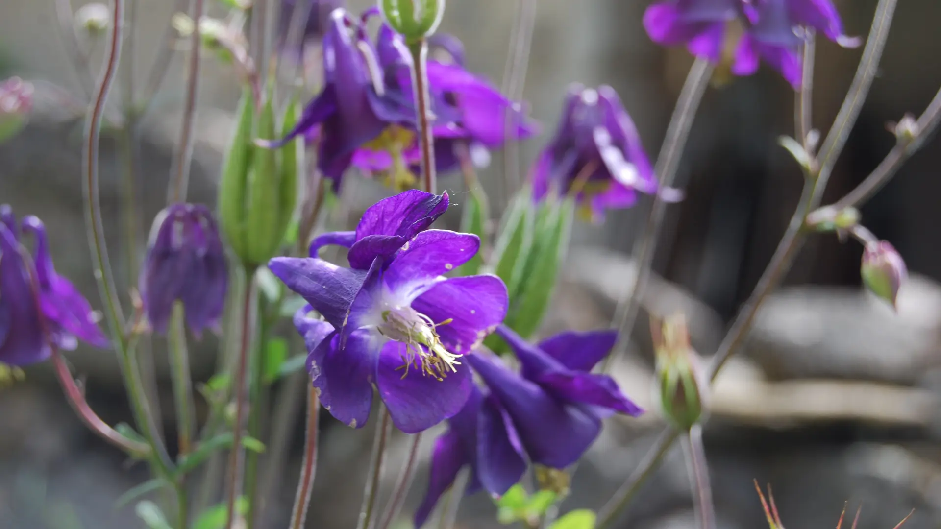 Fleur en bordure du Lot_3