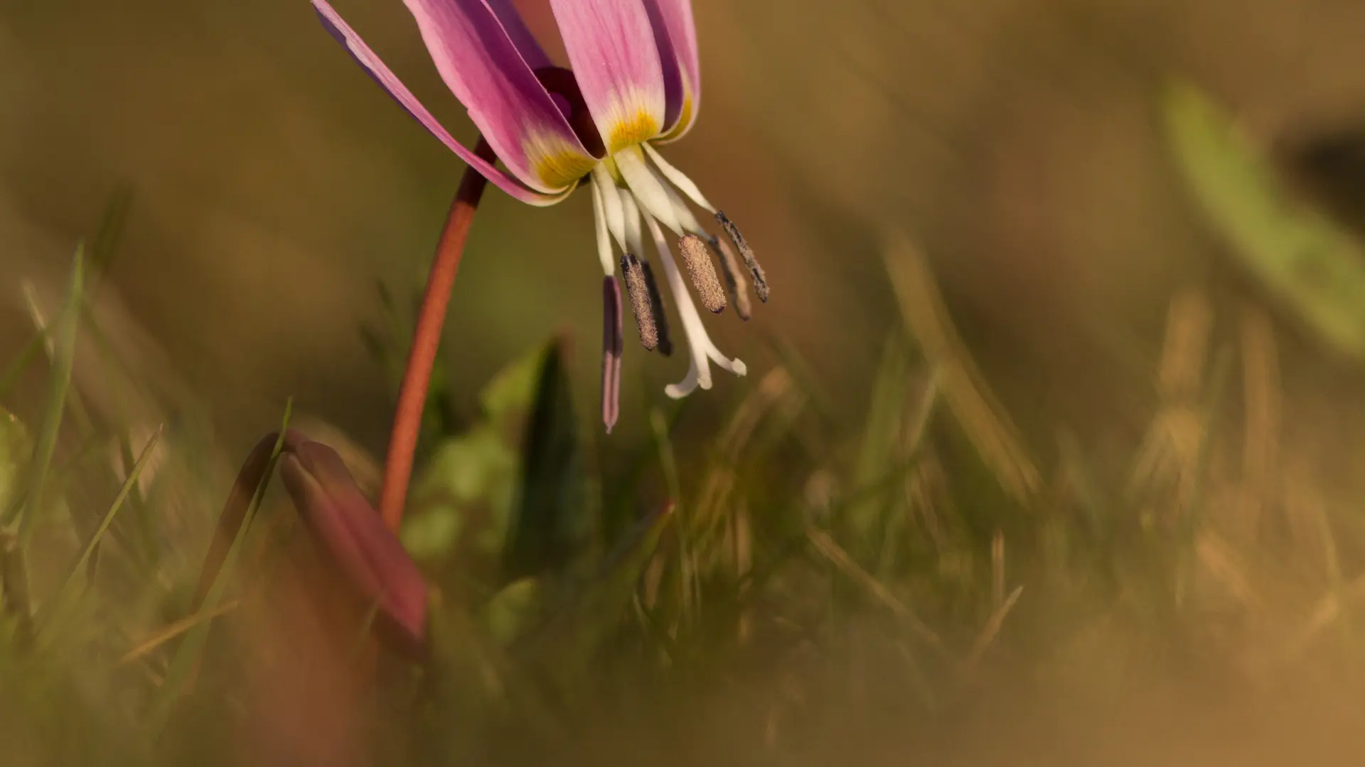 Erythrone sur le Causse_3