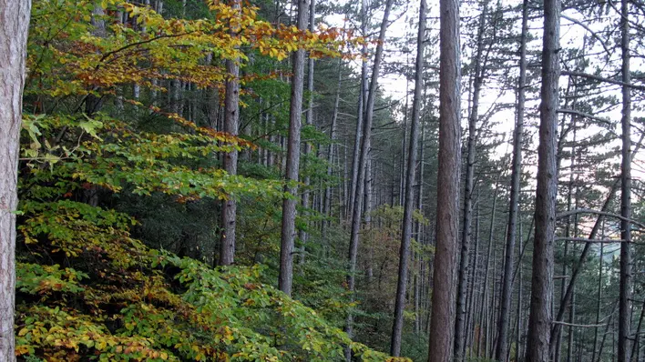 Forêt domaniale de pins noirs d'Autriche_2