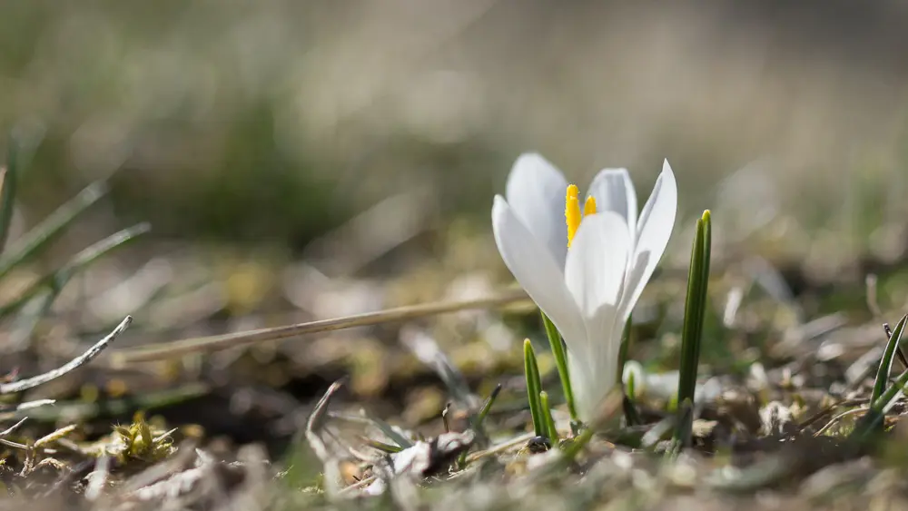 Fleur vallée du lot_4