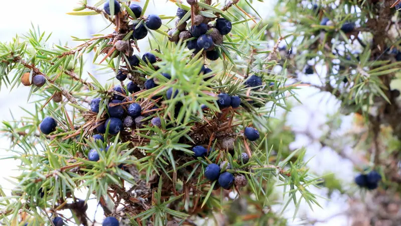 genèvrier du causse_4