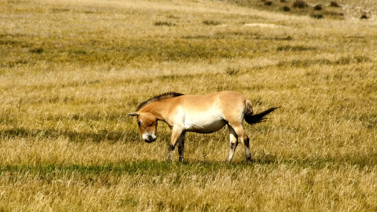 Cheval de Przewalski