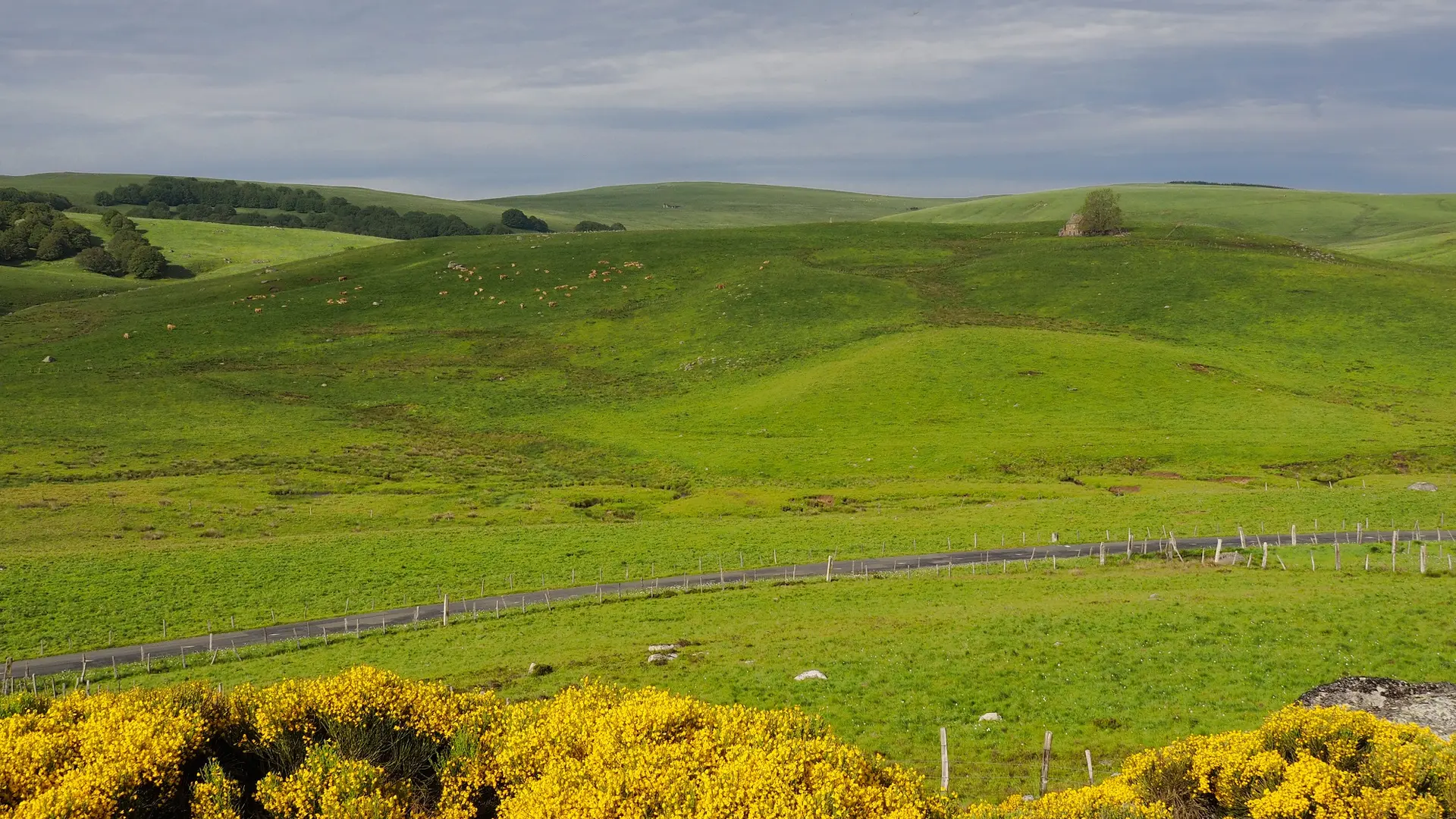 Les estives du plateau peuplée d'aubracs_1