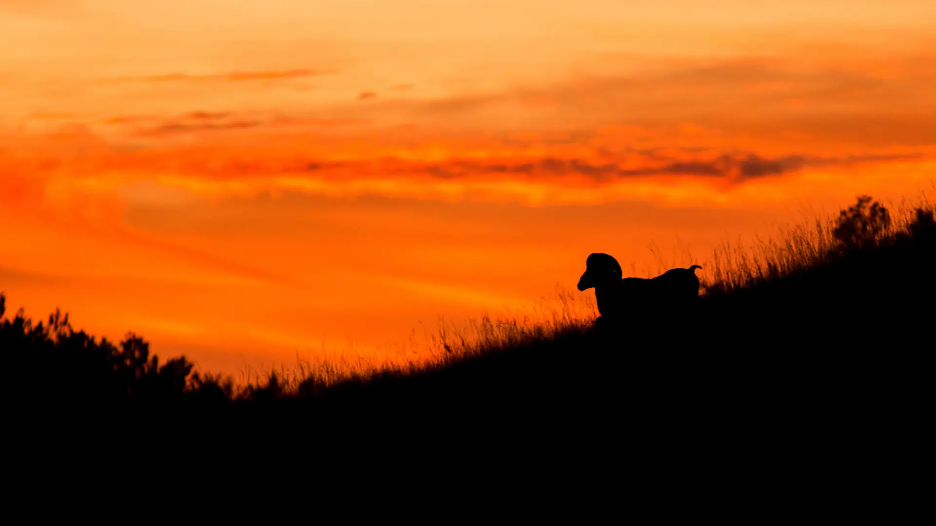 Mouflon sur le causse_1