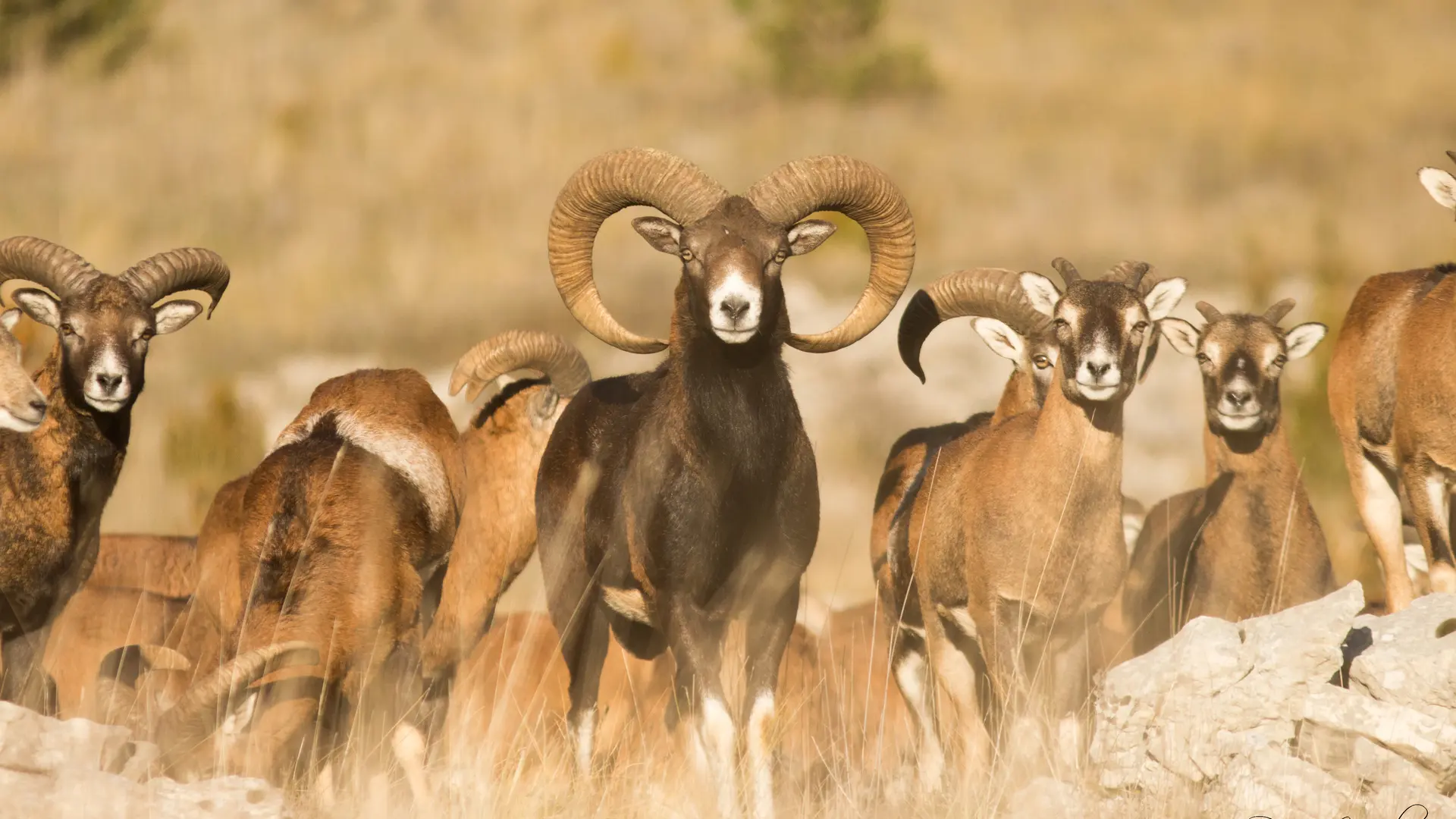 Troupeau de mouflons_3