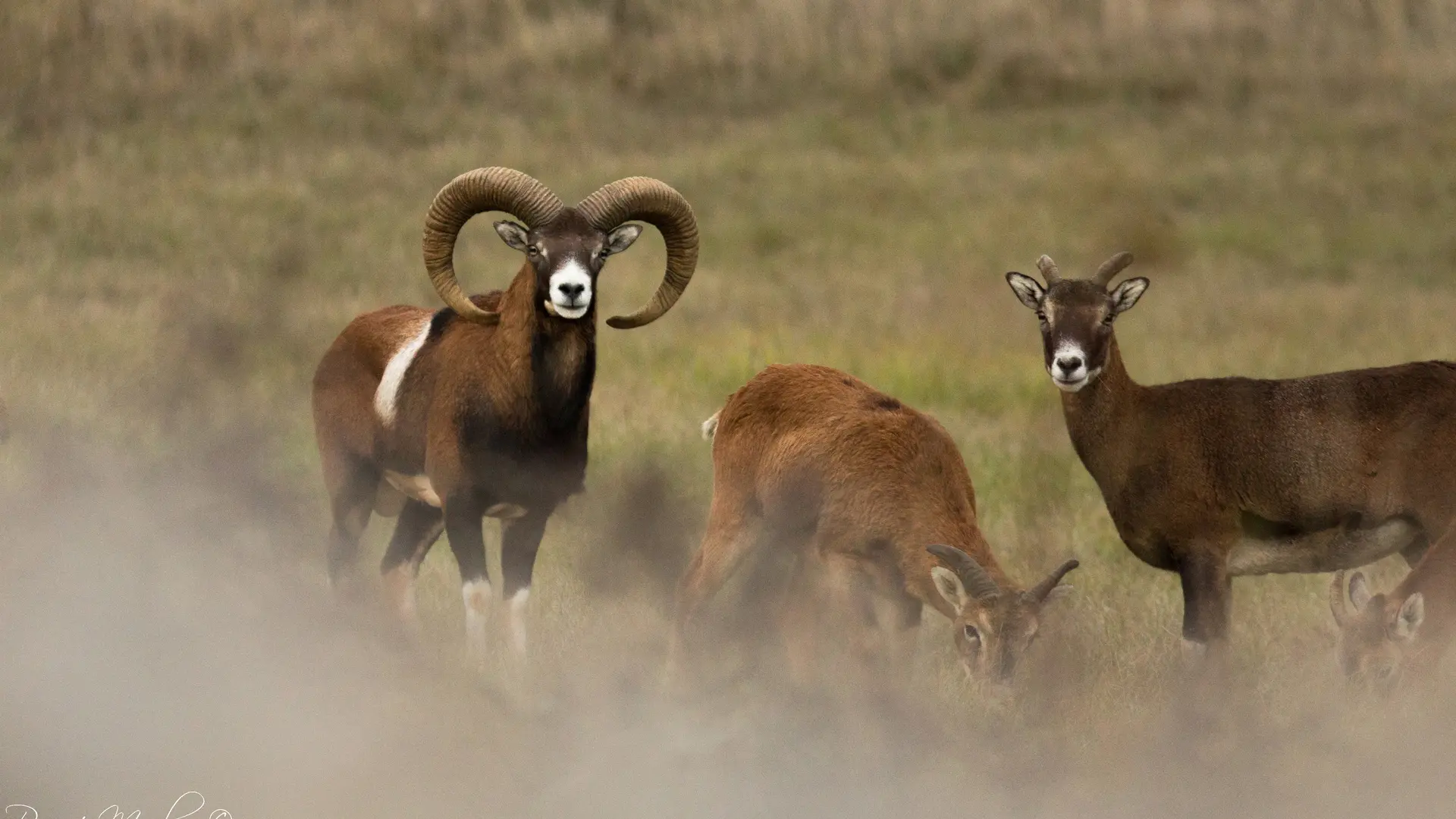 Mouflon sur le causse_2