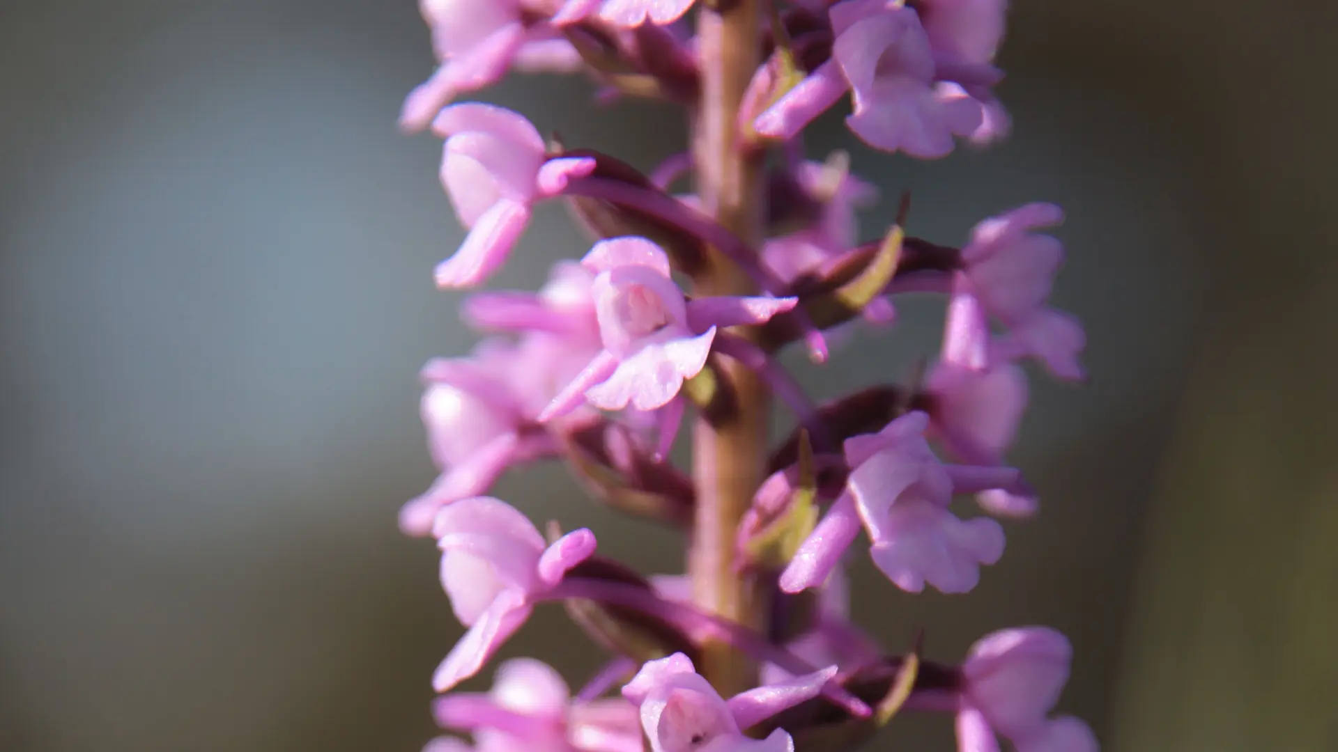 Orchidéen sauvage_6