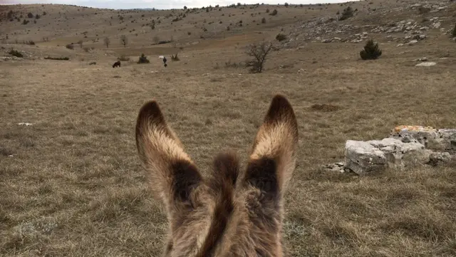 Lauze Les Ânes du Vigos sur le Causse de Sauveterre