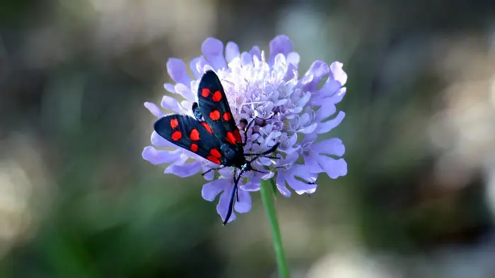 Papillon randonnée du garde_4