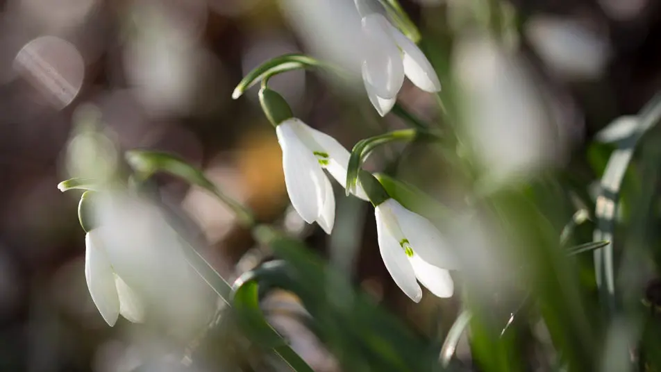Fleur sur le Causse_2