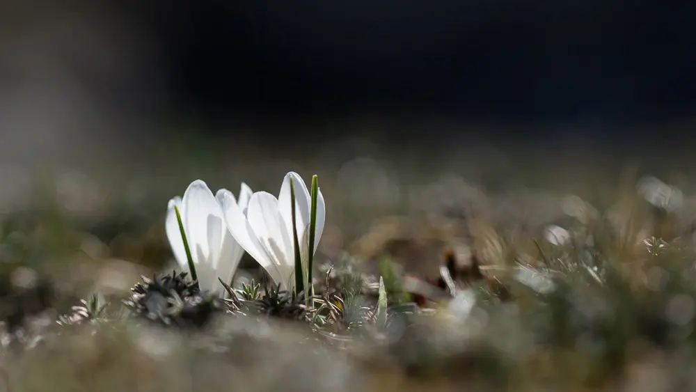 Fleur au bord du Lot_2