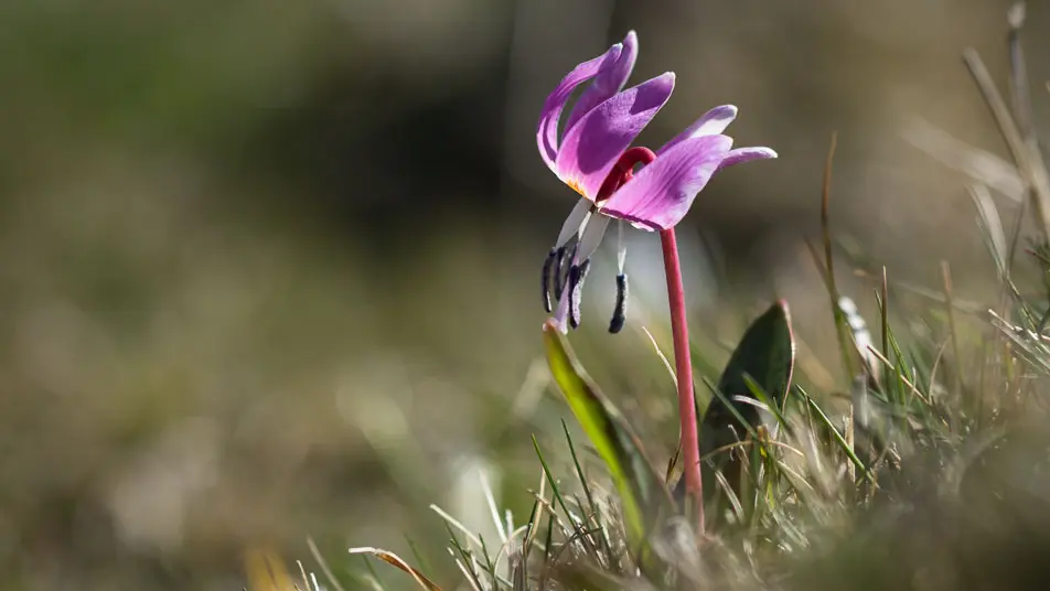 Fleur sur le Causse Méjean_4