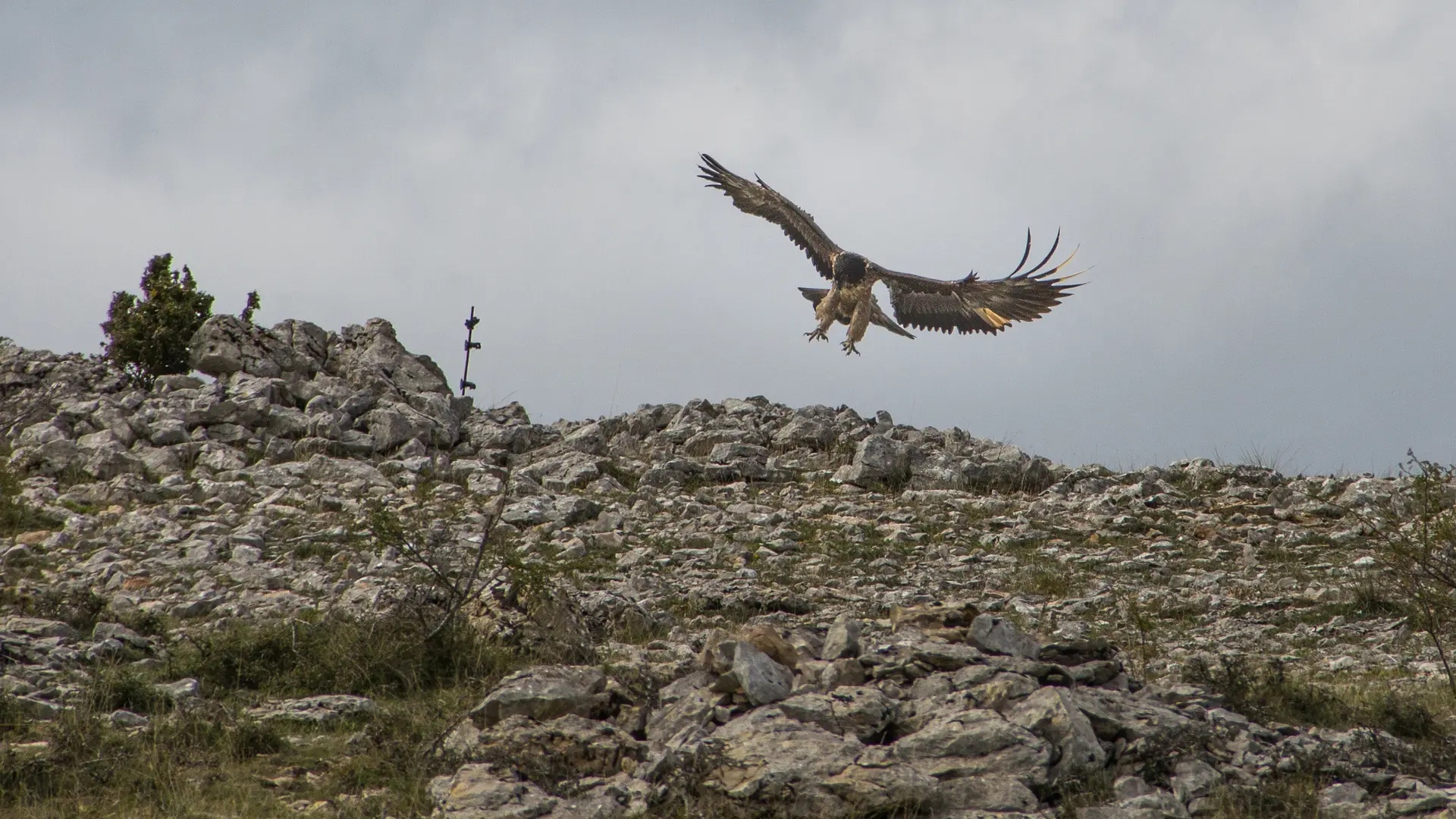 Vautour gypaète barbu_3
