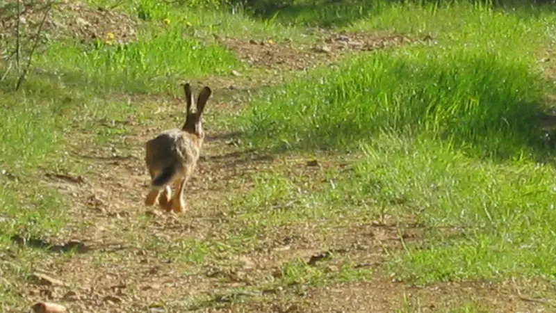 Lièvre sur le Causse_3