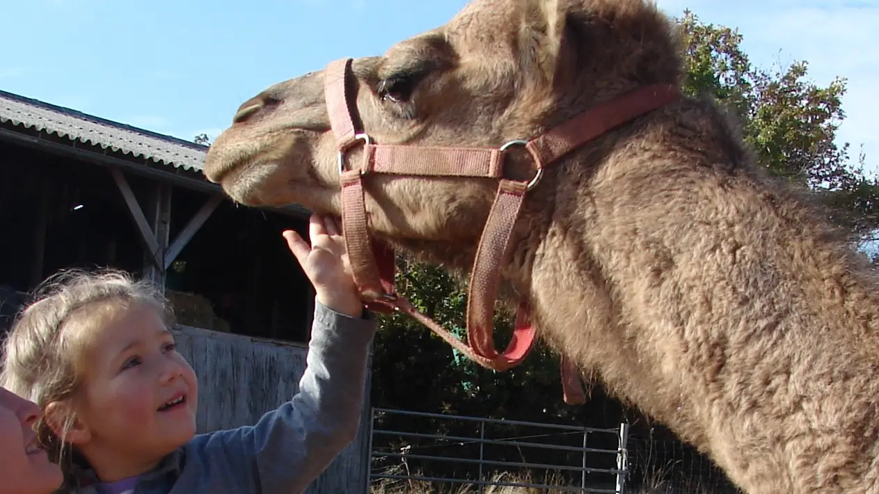 Balade à dromadaire, Ferme de La Blaquière