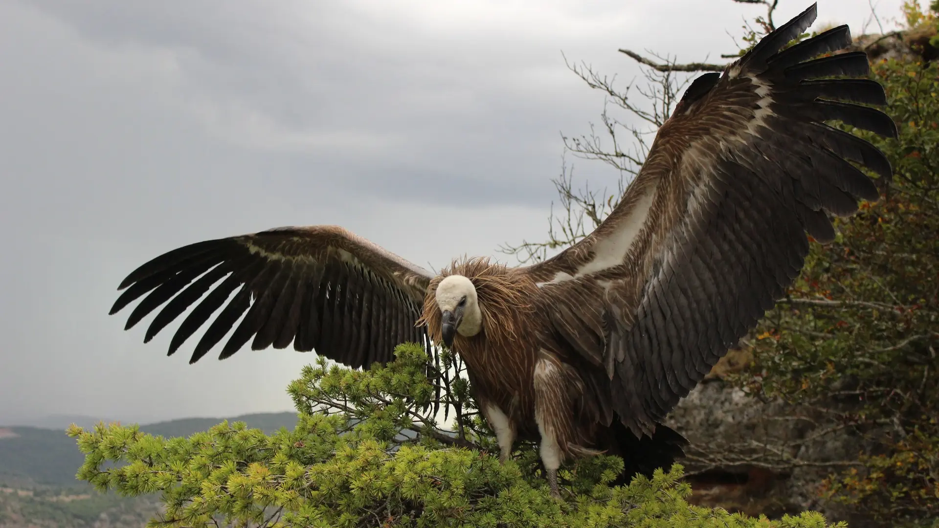 Un vautour moine au Panorama du Roc des Hourtous, Gorges du Tarn