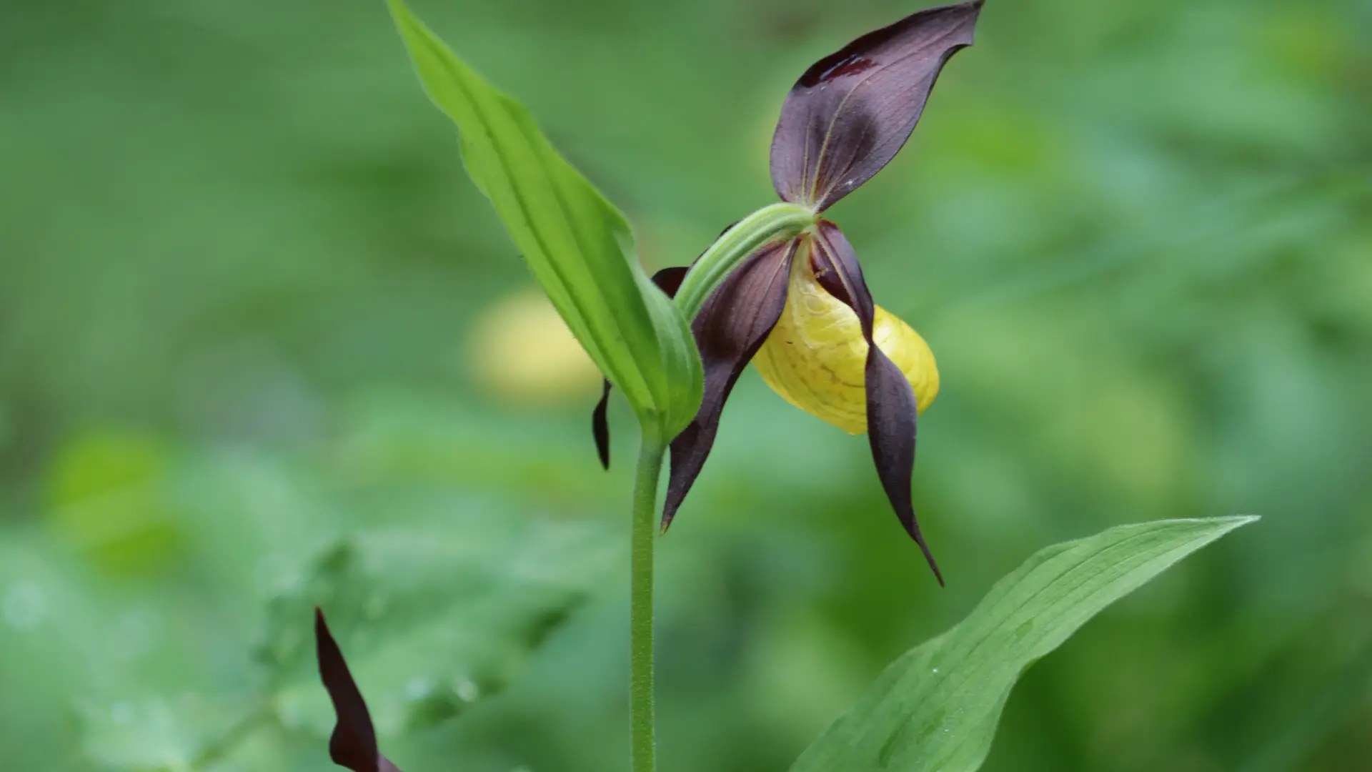 Orchidée sabot de venus_5