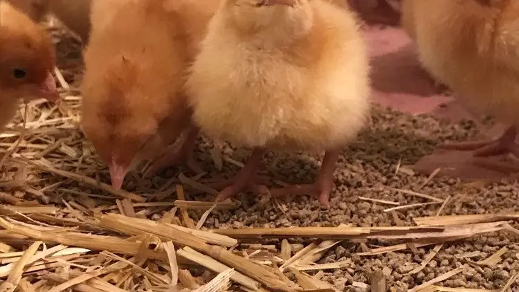 Poussin de notre élevage