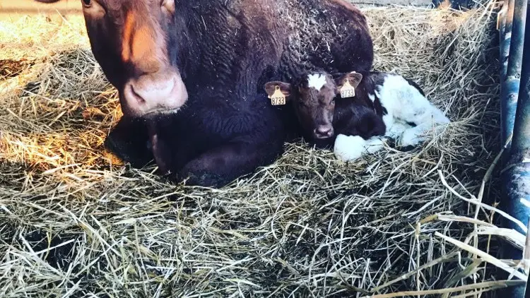 Vache sur paille - Les Alizés