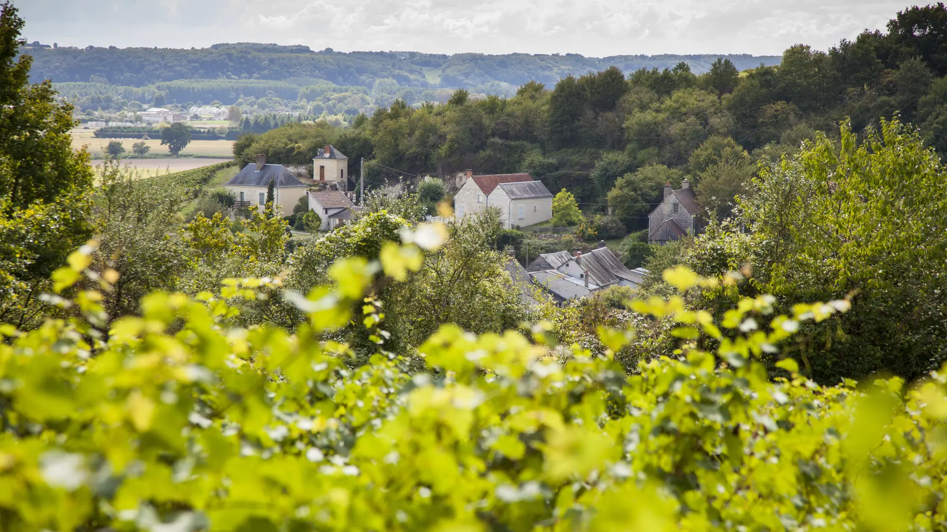 Vignoble_Chahaignes