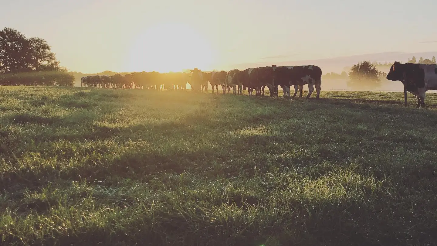 Vaches des Alizés
