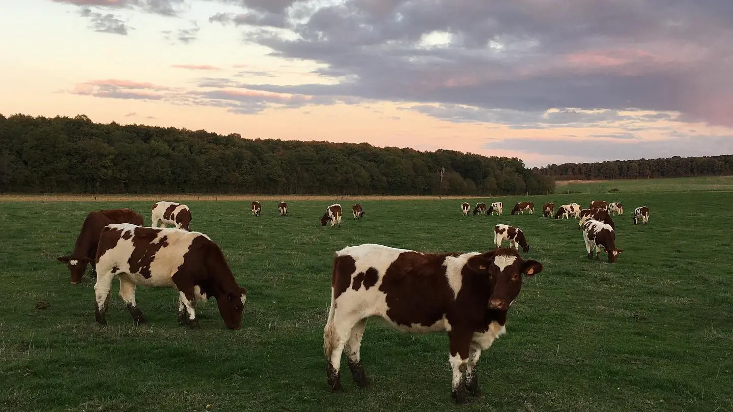 Vaches dans le pré - Les Alizés