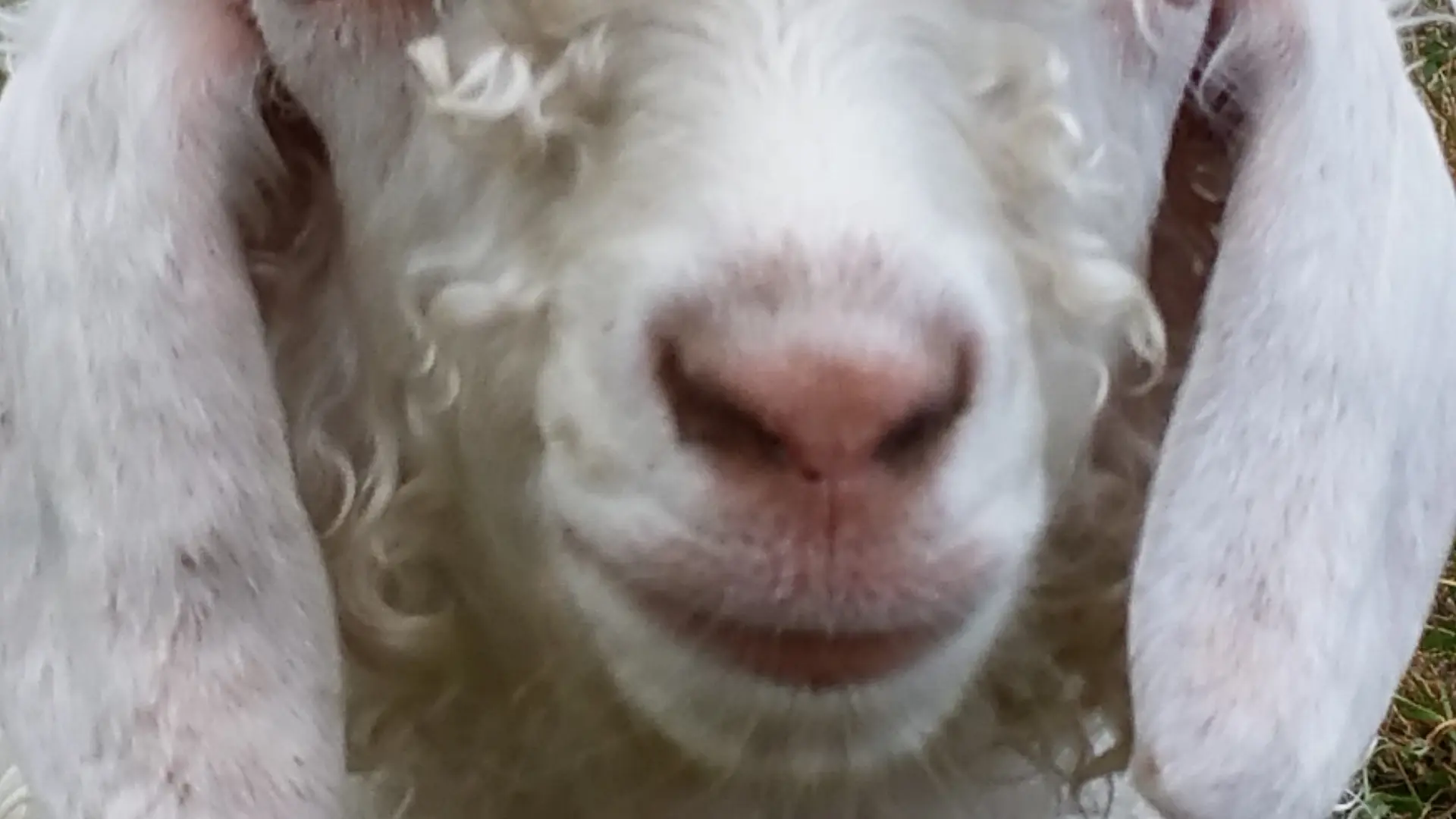 Chèvre Angora