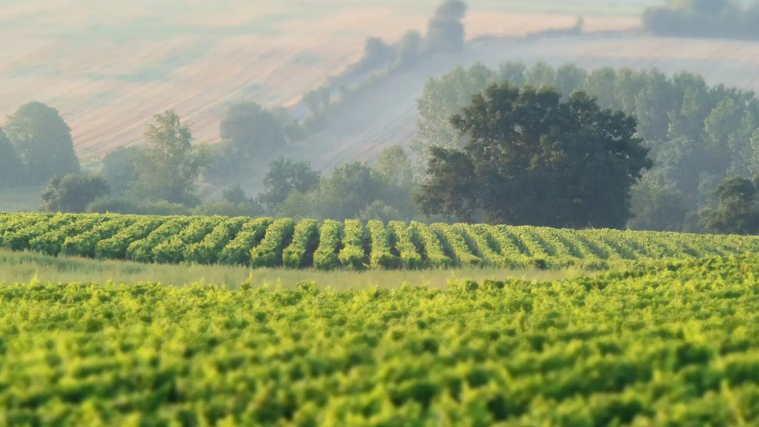 2019-vignerons-oenotourisme-freres-couillaud2-la-regripiere-levignobledenantes