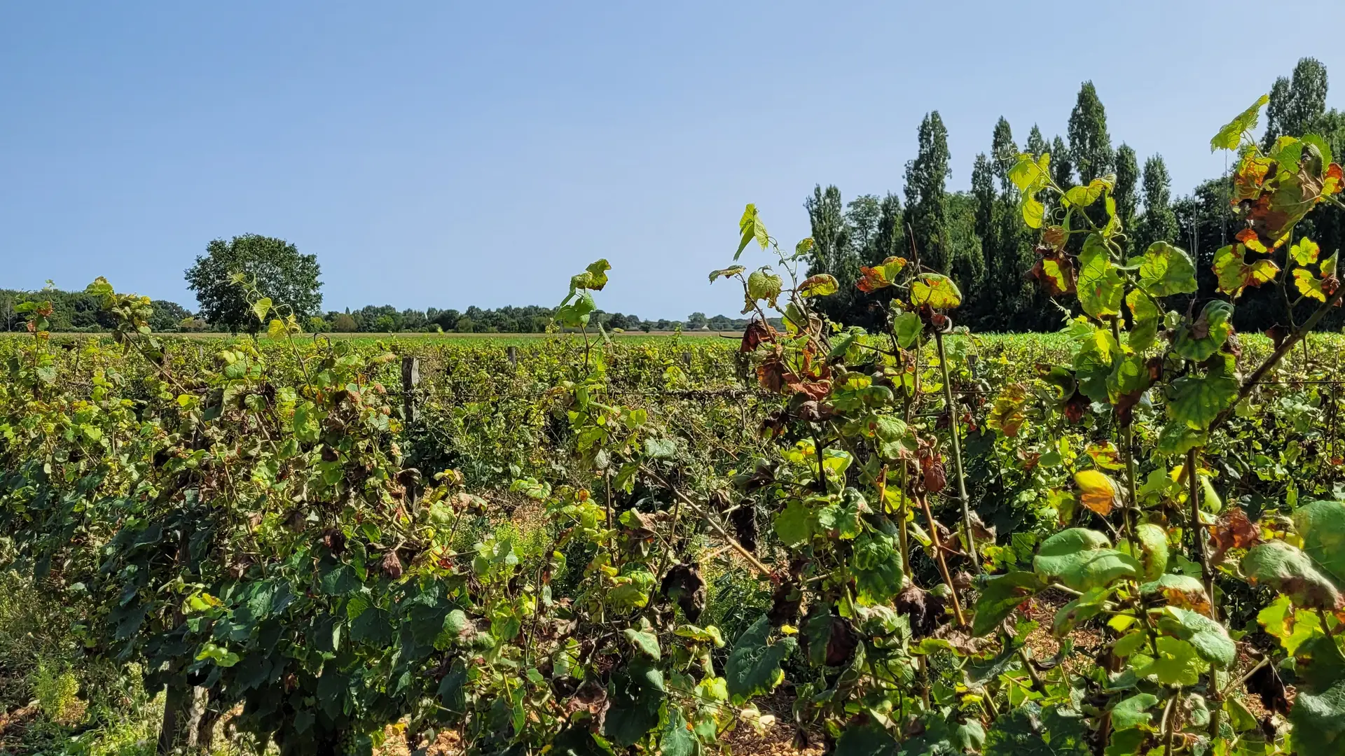 Domaine viticole de Parcé